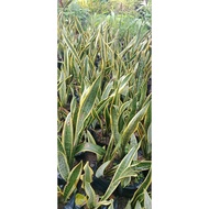 SNake plants for sale