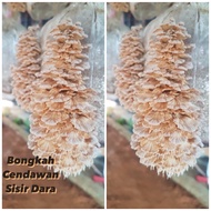 (Ready Stock) Bongkah Cendawan Sisir Kulat Sisir Cendawan Kukur