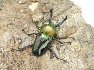 【蟲蟲底家】彩虹鍬形蟲 (琉璃色) 成蟲(♂ 55-40mm ♀ 成對/單公)昆蟲飼育用品專賣店