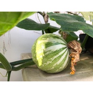 144.Mini Pumpkin Seeds 10pcs Free Normal Mail in Sg