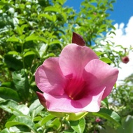 🔥6 keratan batang 🔥 pokok alamanda purple