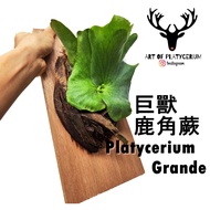 JOHOR READY STOCK Art Of Platycerium Grande Staghorn Fern Tanduk Rusa Ready 巨兽鹿角蕨