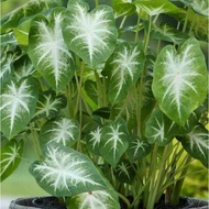 Biji Benih Keladi Hijau Aaron Caladium Aaron Green Seed - 5 Seed