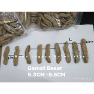 (BESAR) 30Gram GAMAT EMAS KERING TEMPATAN BESAR (5.0CM-8.5CM)
