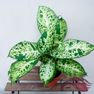 Dieffenbachia Seguine by LS Group