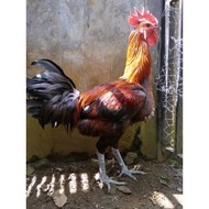 Fresh Fertile jumbo pelung Chicken Eggs