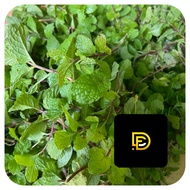 Daun mint segar daun papermint segar petik langsung-az