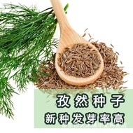 Cumin Seeds Cumin Seeds Original Four Seasons Vegetable Seeds Daquan Chinese Herbal Medicine Seeds V