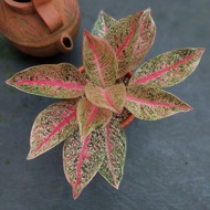 Aglaonema Arini Aglonema Arini Dewasa