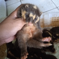 Musang Biul anakan