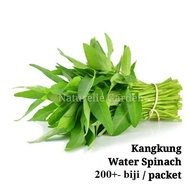 Benih Sayur Kangkung Water Spinach Seed Benih Sayur Vegetable Seed 200 biji per pack