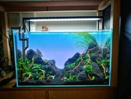 客人訂製60cm水草缸