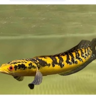 IKAN HIAS CHANNA YS YELLOW SENTARUM MARU SNAKEHEAD CHANNAMARU MURAH