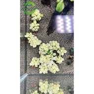 Nana White (Anubias Nana var. White)