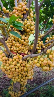 ต้นมะไฟเหรียญทอง(ต้นพันธุ์ตอนกิ่ง)🌳🥭 ต้นสูง 50-70 ซม. ลูกดก พวงใหญ่ เนื้อหวาน ต้นพร้อมปลูก