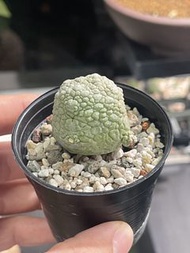 擬蹄玉 （多肉 塊根 觀葉 植物）