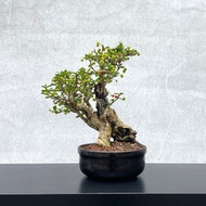 小品盆栽-福建茶 老欉 盆景 送禮