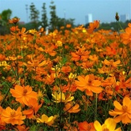 Sulfur Chrysanthemum Seed Sulfur Chrysanthemum Yellow Cosmos Yellow Autumn English Cosmos Hundred Da