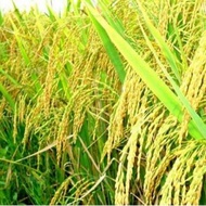 ยกลัง 10 กก ปุ๋ย 0-0-60 ขนาด 1 กก  เพิ่มผลผลิต