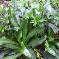 Yunnnan Coriander Seeds Myanmar Coriander Coriander Seeds Coriander Coriander Seeds Thorn Coriander 