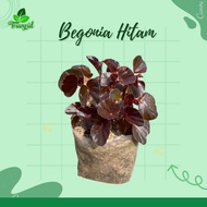 begonia hitam