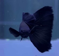 Hiasan aquarium black moscow delta tail
