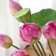 Lotus, Lotus Leaf, Fake Lotus - High quality silk flowers that look 99% real, super beautiful