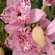 PROMO MURAH!!! Anggrek Dendrobium bunga pink princess