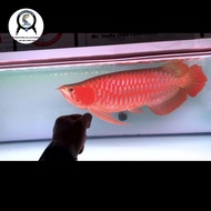 Ikan arwana super red 52Cm Merah spek kontes