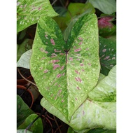 Caladium Pink Dust - Beautiful, Multi-Colour Easy Care House Plant