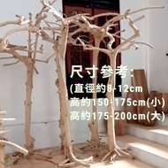 【整顆過高無法運送只能自取】(小)真枯樹剝皮咖啡樹枯樹枝裝飾大型樹枝鳥站架造型真樹裝飾貓爬樹幹道具樹枝室內樹枝擺飾 乾燥木枯木造景擺飾 枯山水造景各式原木樹枝 樹幹枯枝枯木樹幹木頭