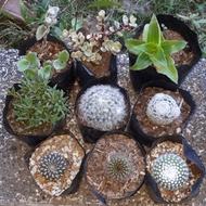 Cqctus and succulent sold as set 9 pcs for 270 pesos