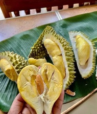 ทุเรียนหลงลับแล ไซต์ลูกละ 5 -7 ขีด