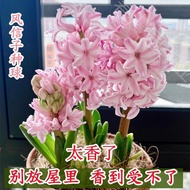 Ready Straw Special Fragrance Hyacinth Seed Ball Hydroponic Soil Cultivation Indoor Balcony Good Rai