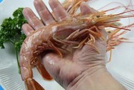 【萬象極品】天使紅蝦 L1 / 1尾~為一般白蝦的四五倍大~生食等級~敎您做鹽烤蝦