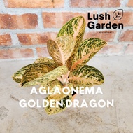 Aglaonema Golden Dragon 金龙旺财 105mm Pot Live Plant Rare Indoor Plant Pokok Hiasan Keladi Pokok Viral 