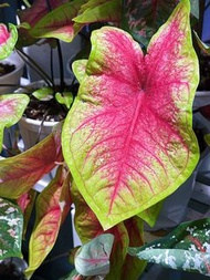 彩葉芋