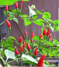 Siling Labuyo plant with FREE plastic pot, pebbles and soil. Real Plants not Seeds / Outdoor Plant /