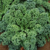 200 เมล็ด ผักคะน้าใบหยิก ควีน เคล คะน้าเคล ผักสลัด Kale Queen Seeds