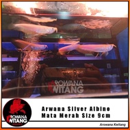 Ikan Arwana / Ikan Arwana Silver Albino / Silver Albino Mata Merah 9cm