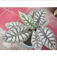 Unik Induk alocasia dragon silver Limited