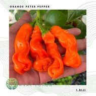Benih Bibit Biji - Orange Peter Pepper Cabe Porno Pepper Seeds