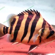 Code Datz Sumatra 20Cm Ready