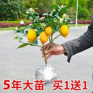【柠檬树苗】香水柠檬树苗盆栽带果室内室外结果无籽四季柠檬苗食用柠檬树果苗