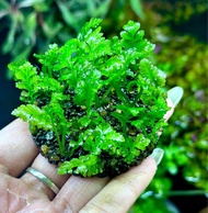 duong sỉ indo gắn gia thẻ napad tròn trang trí bể cá bể thủy sinh