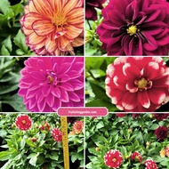 anak pokok hidup  bunga Pot Dahlia - live plant