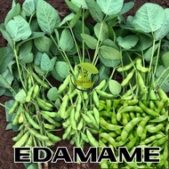 30 biji Benih Kacang Edamame Bibit Edamame