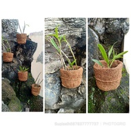 Free tali pot anggrek bonsai tanaman hias dendro bulan vanda