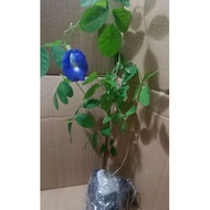 anak pokok bunga telang biru dlm polybeg
