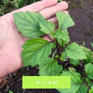 Diskon 4 Bibit daun nilam | minyak nilam tanaman herbal